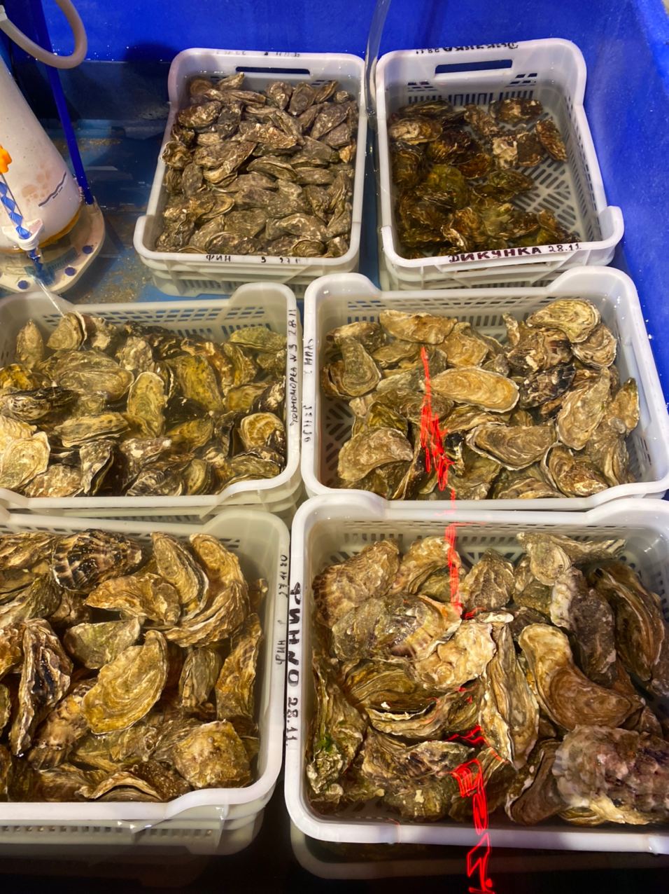 Анчоусна від Чорноморки image 10