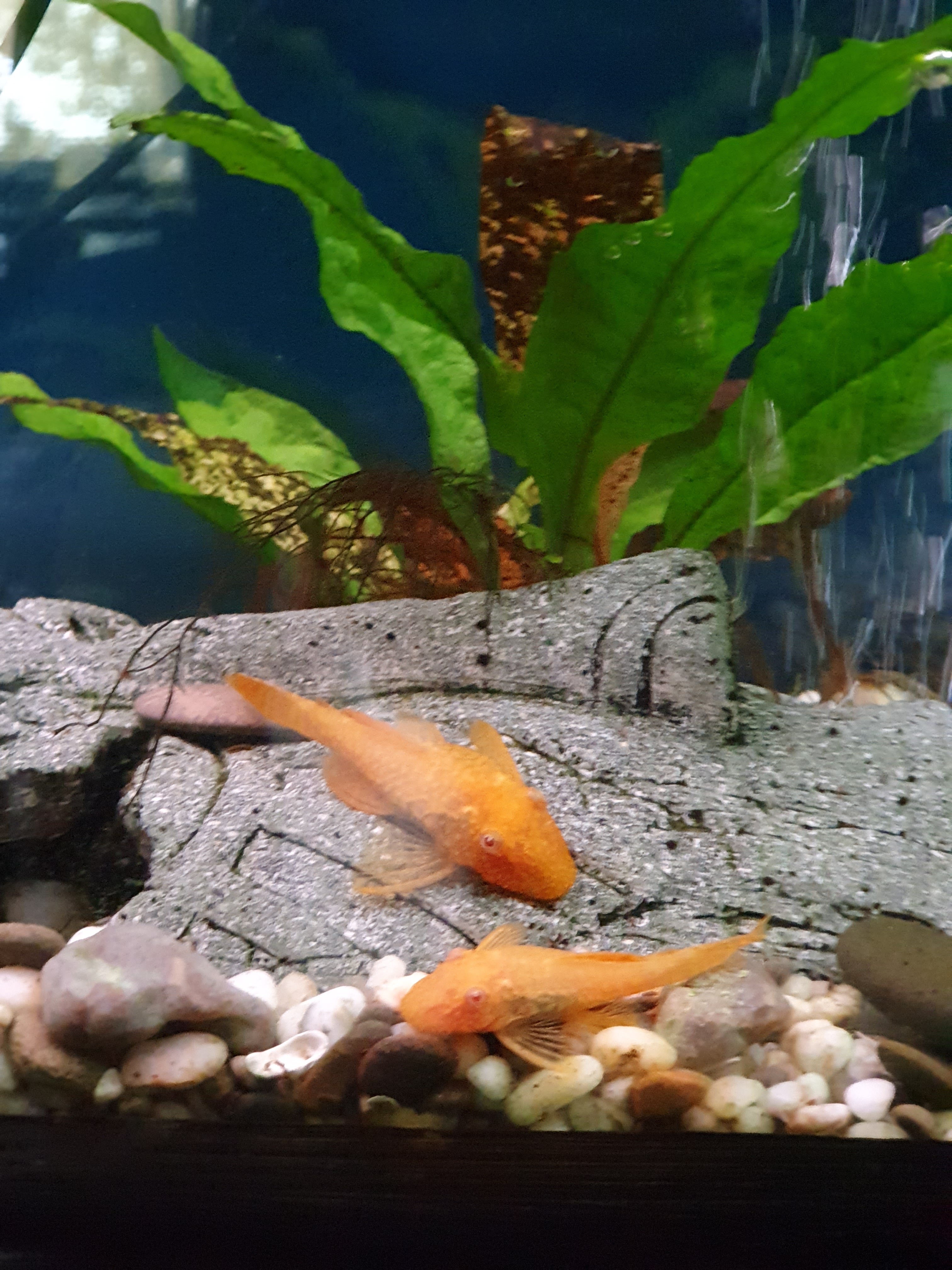 Sapporo Ichiban image 4