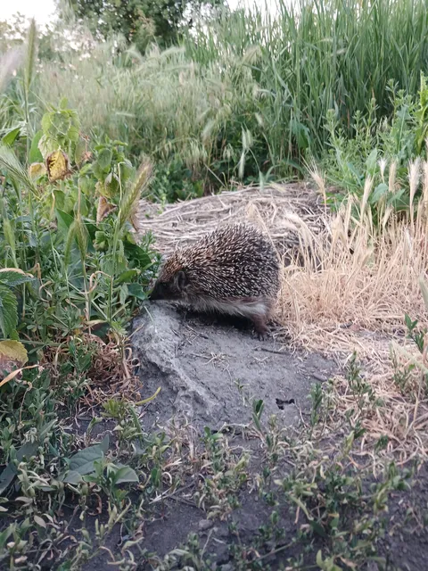 "Нібас" image 3