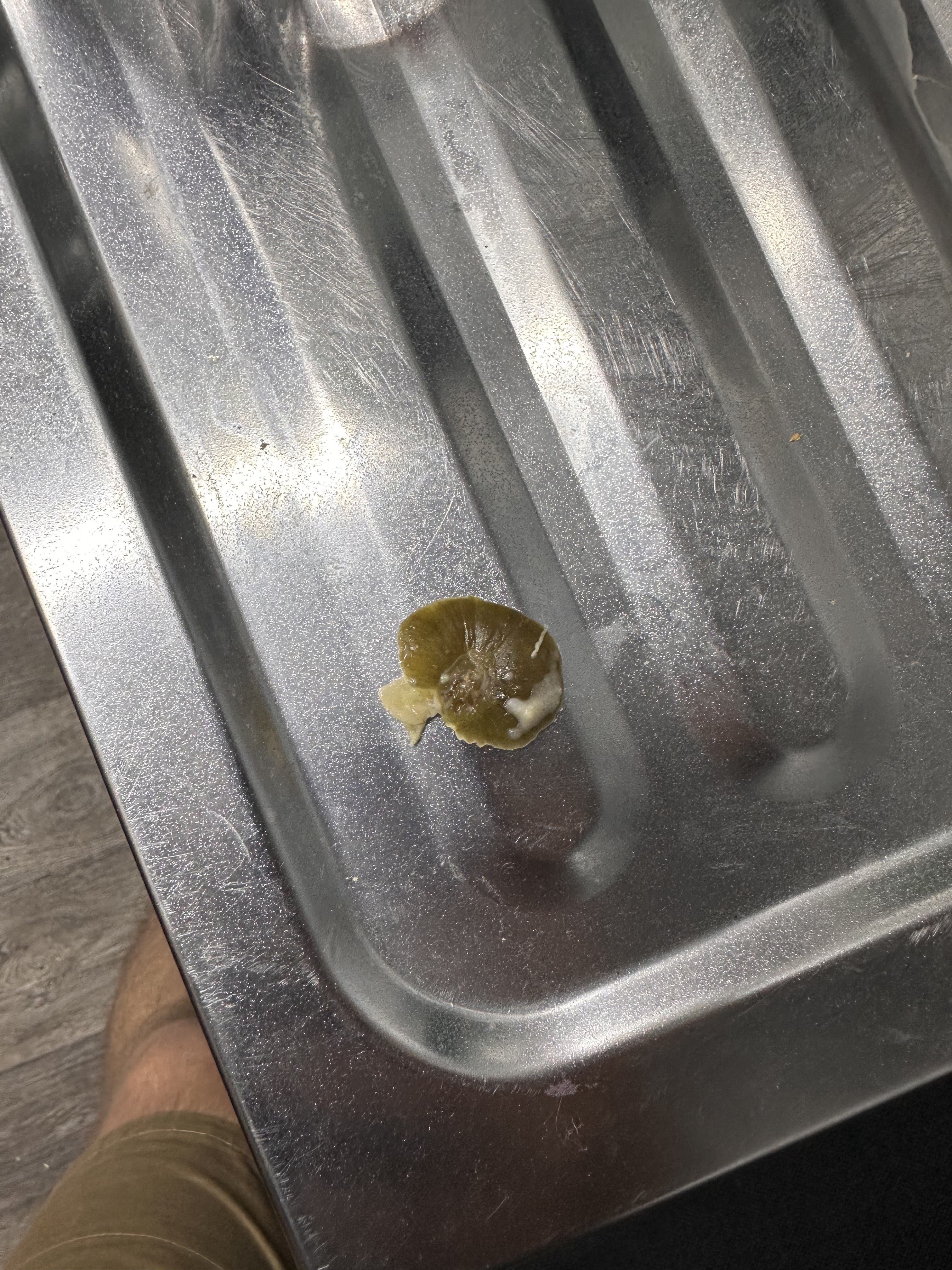 Green Doner Переяслав image 3