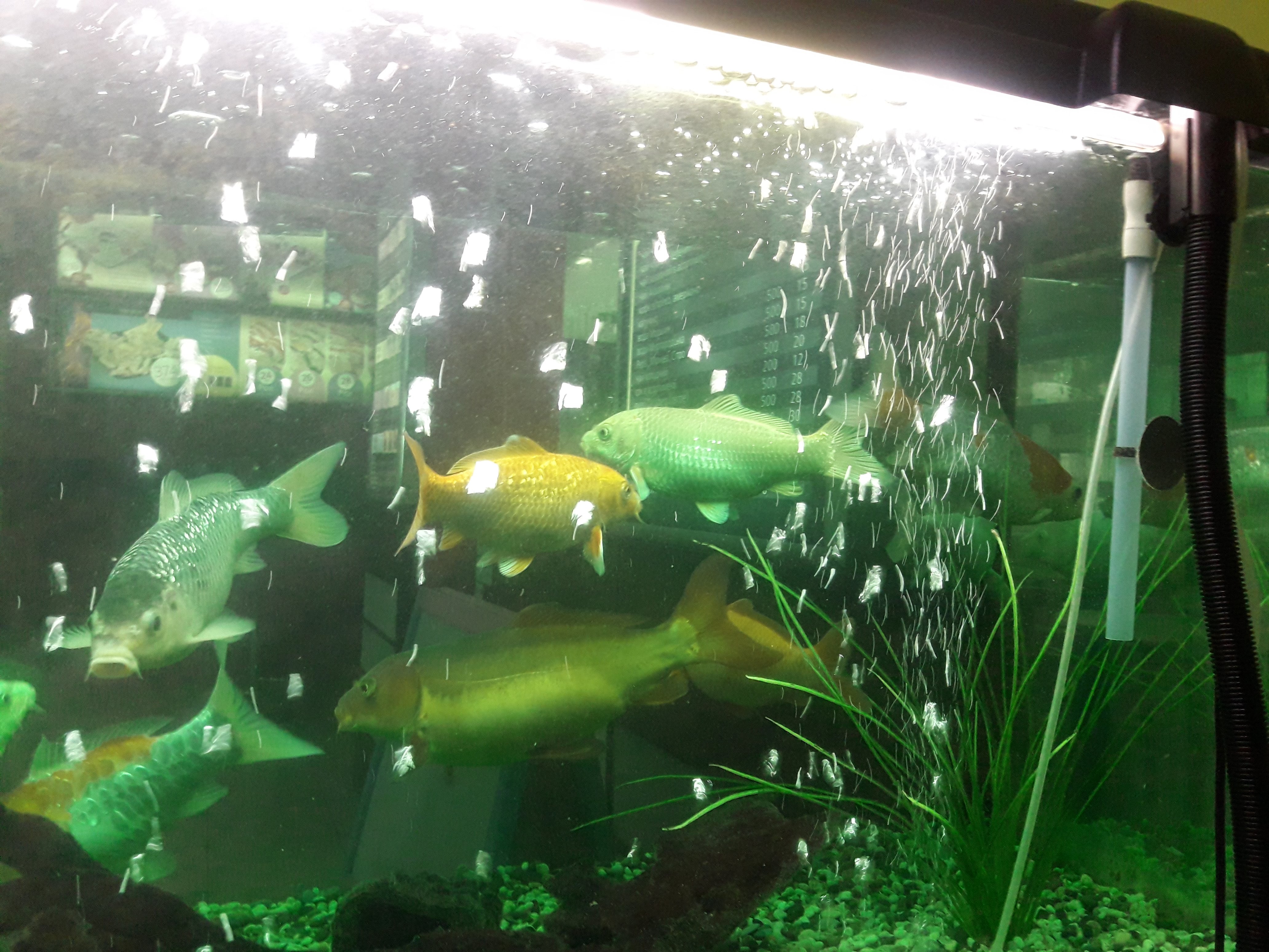 Sushi-Kafe Akvarium image 7