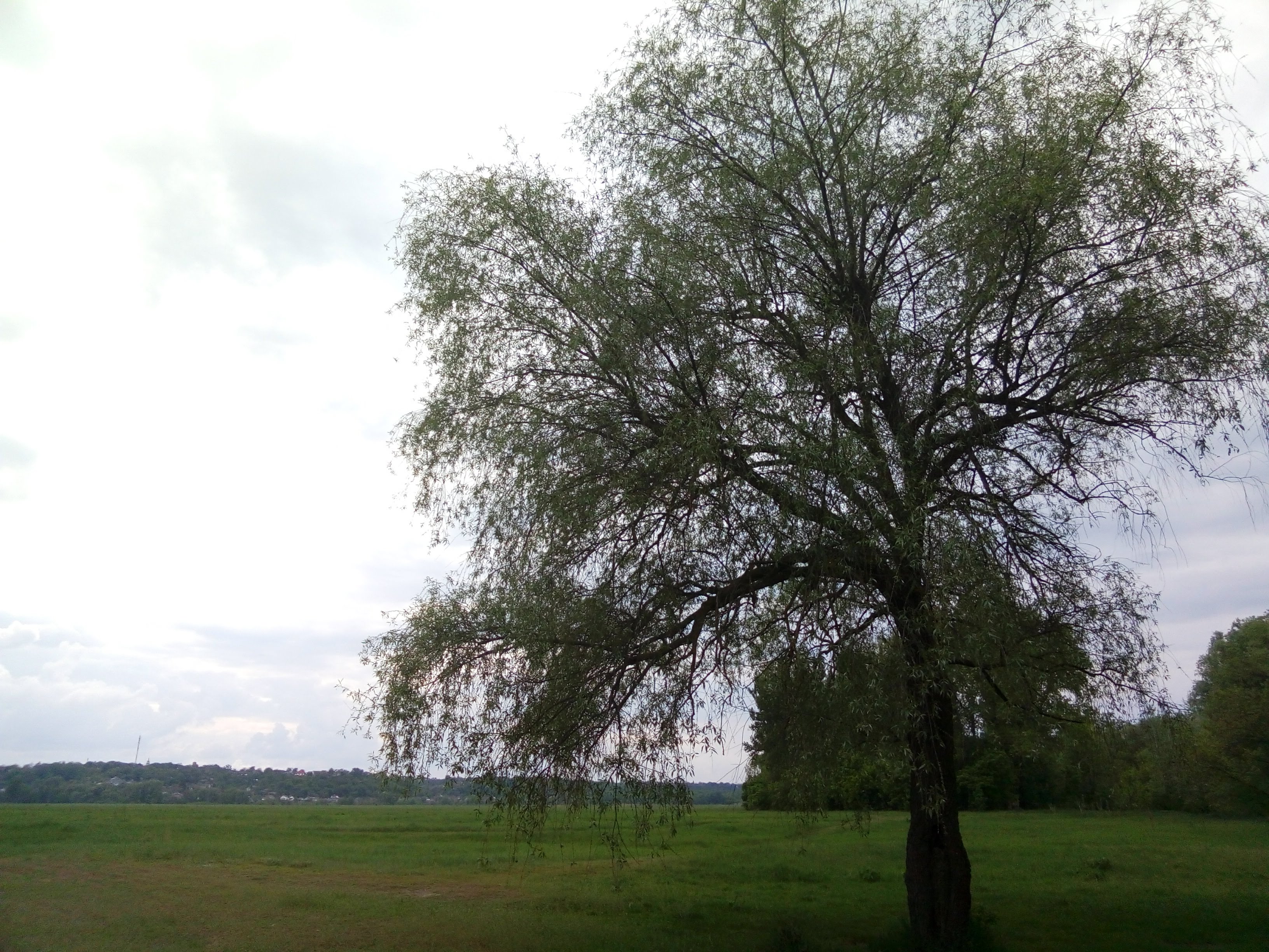 "מסעדת קרצמה" - restaurant image 7