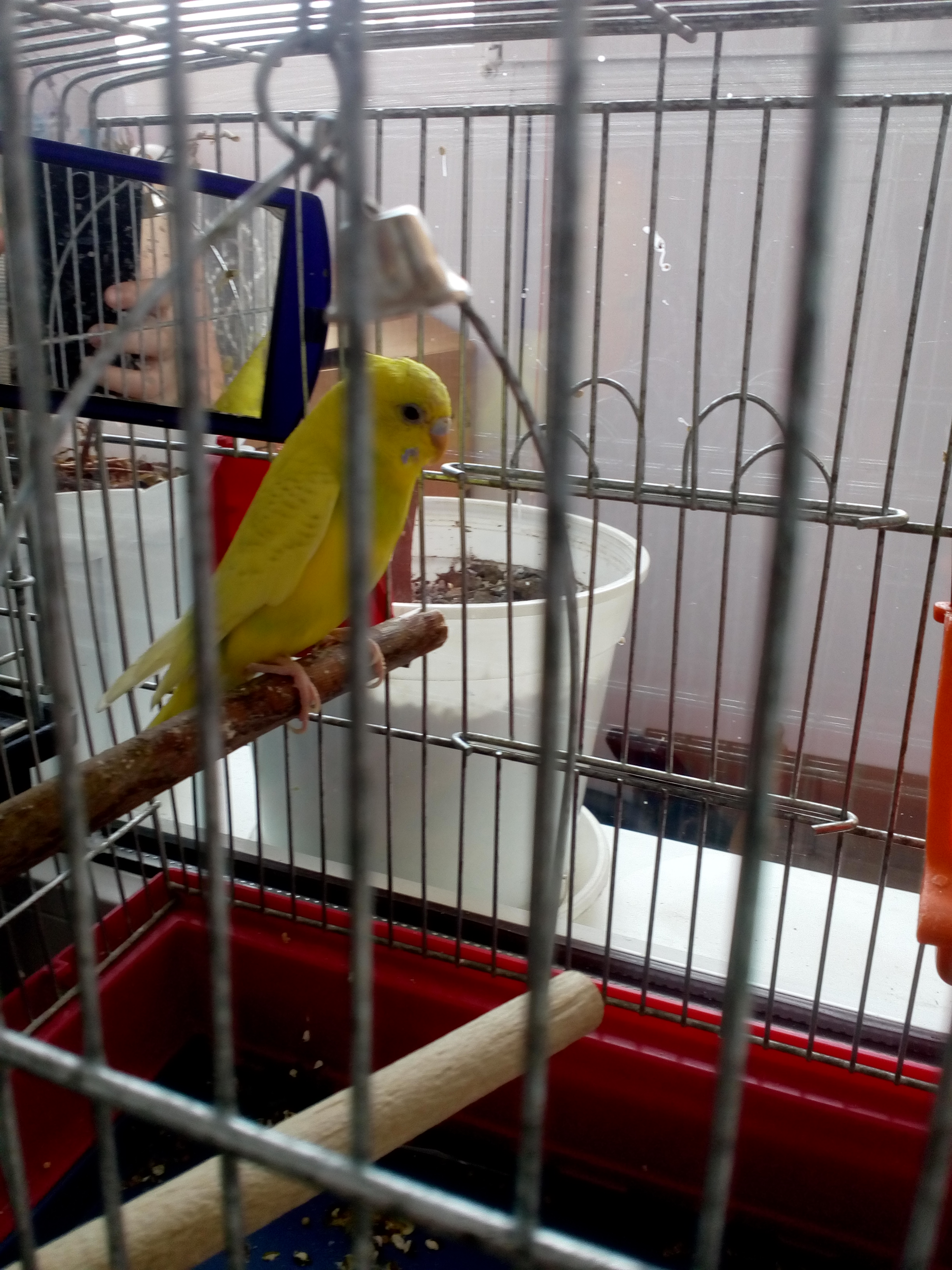 Restoran Bilyy Lev image 4