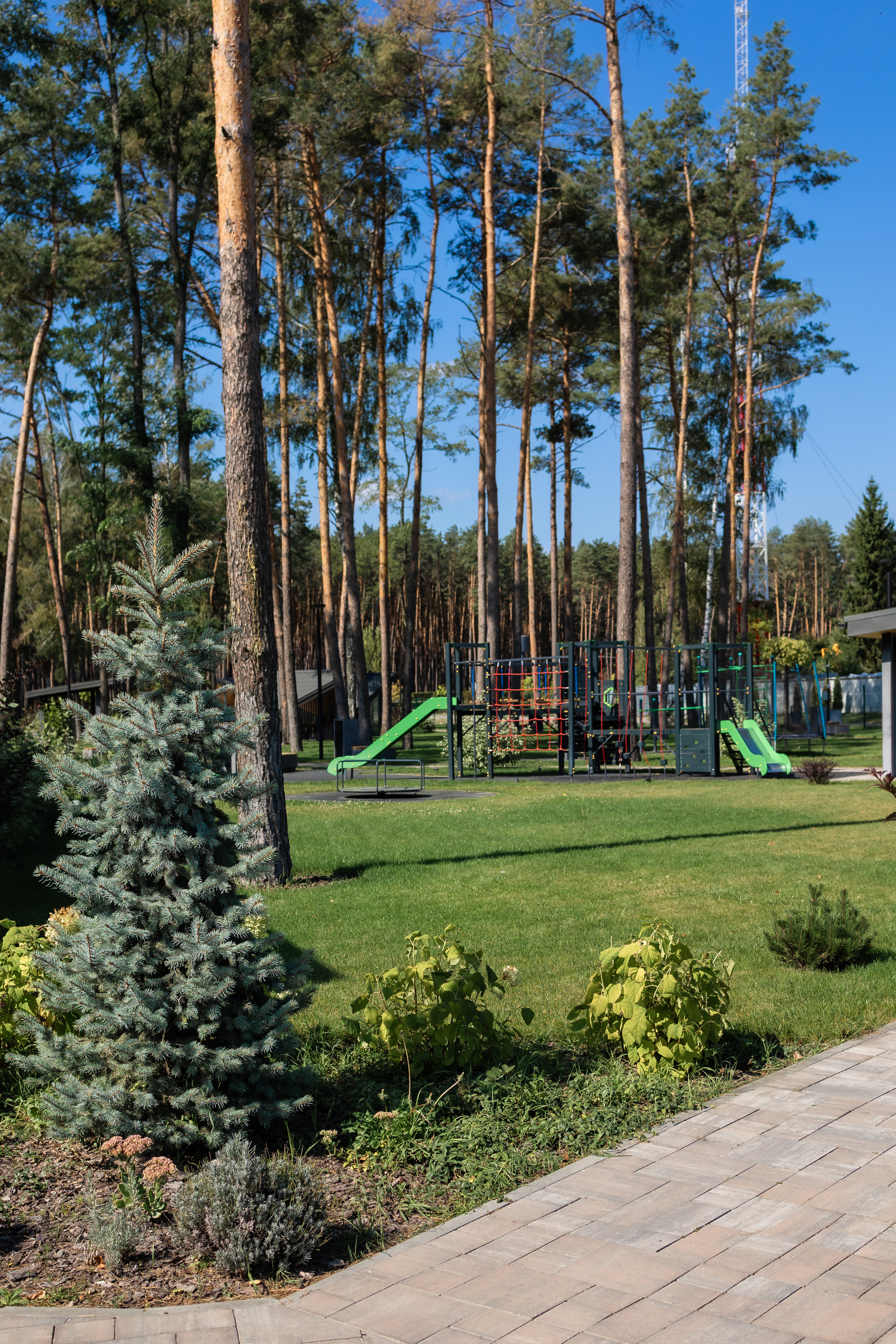 Forester image 8