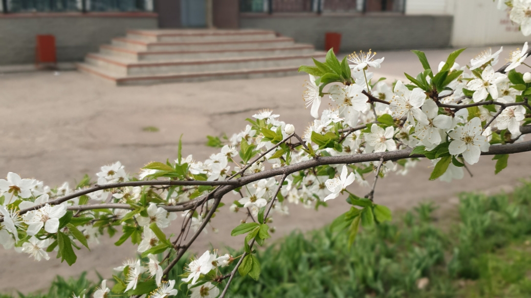 Кафе Ласточка image 3