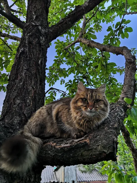 ЗОЛОТАЯ РЫБКА, РЕСТОРАН image 1