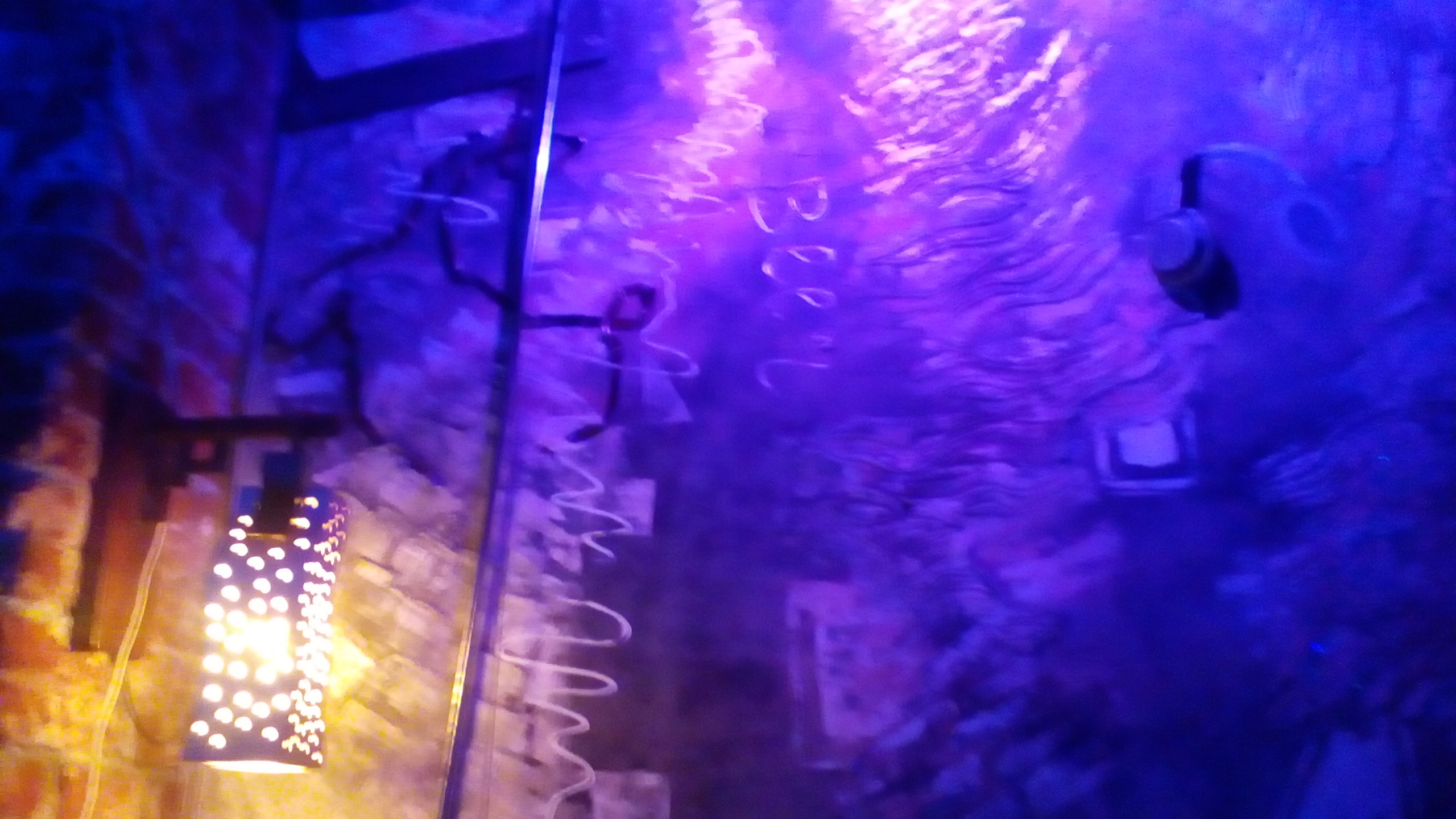 ЗДОРОВЕНЬКІ БУЛИ, ПАБ-РЕСТОРАН image 10