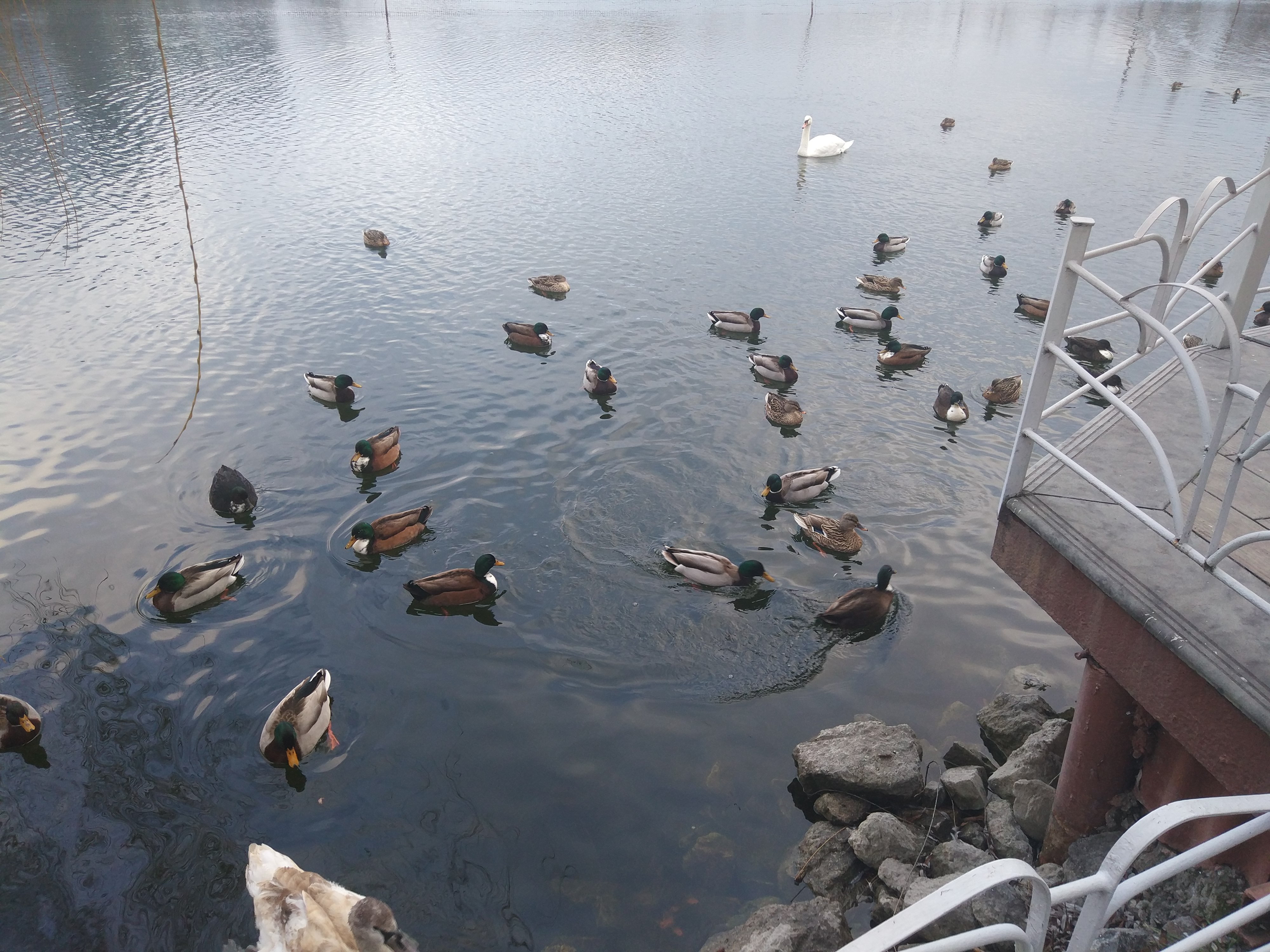 Веранда image 6