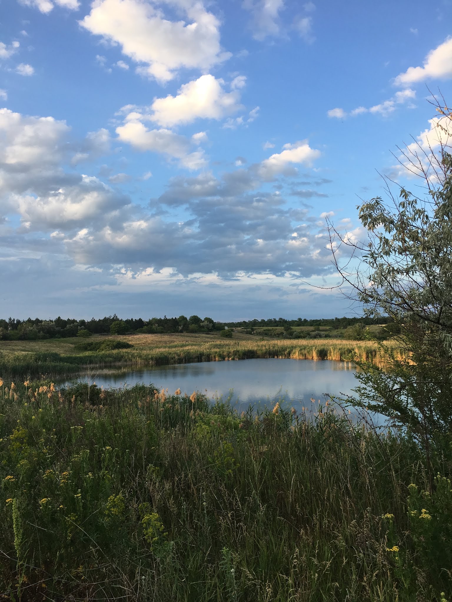 Форель image 4