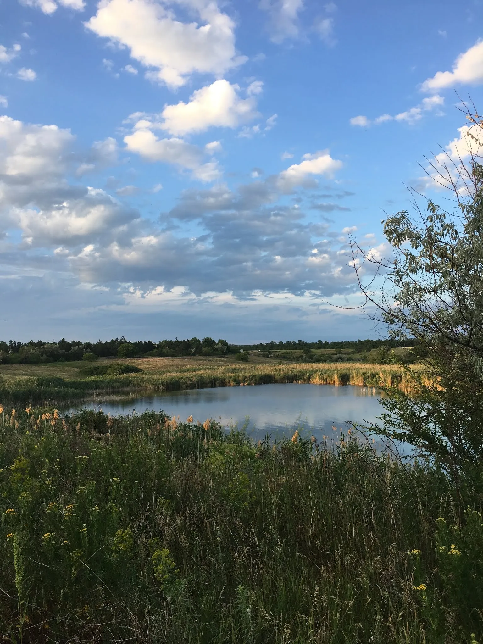 Форель image 4