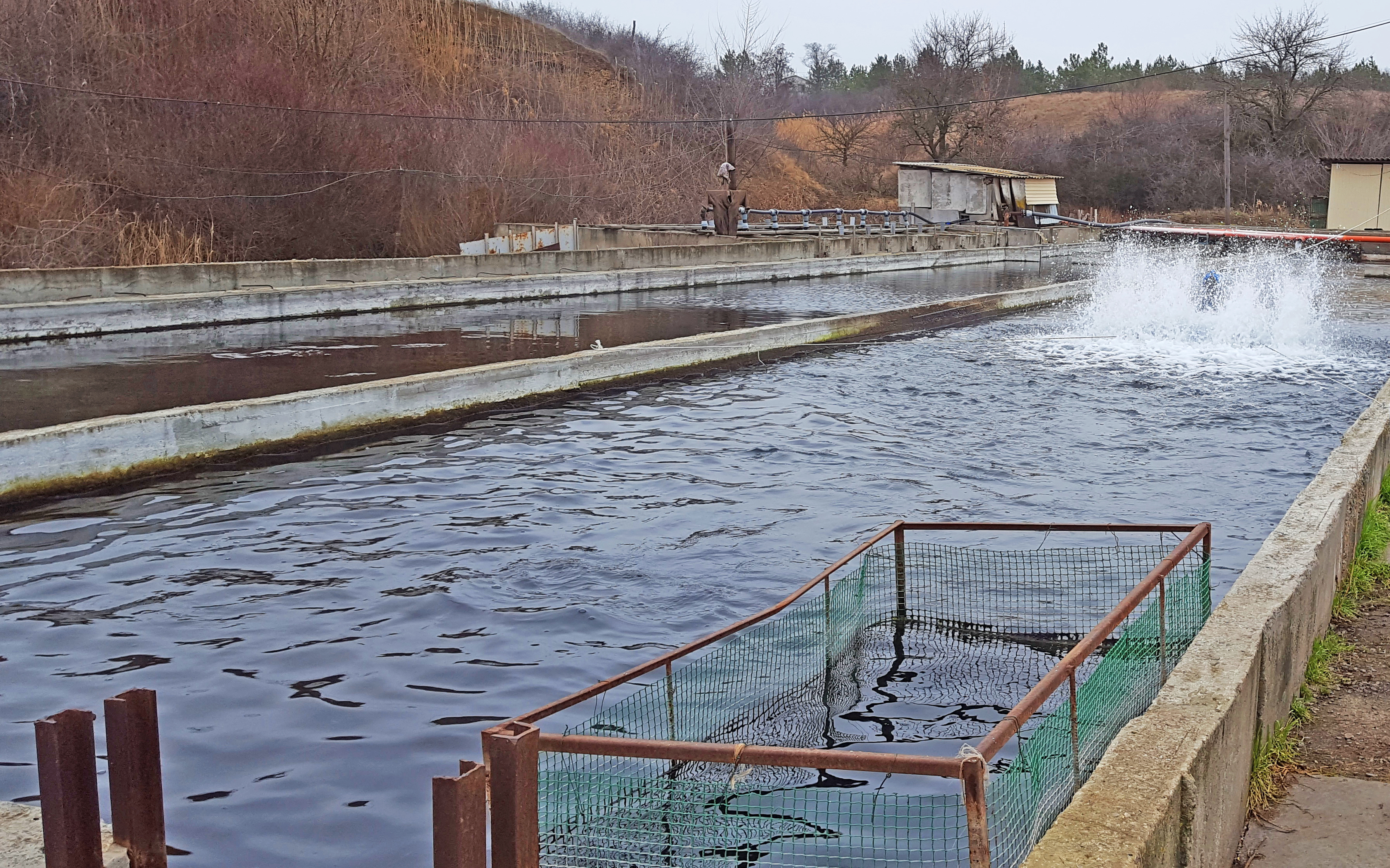 Форель image 8