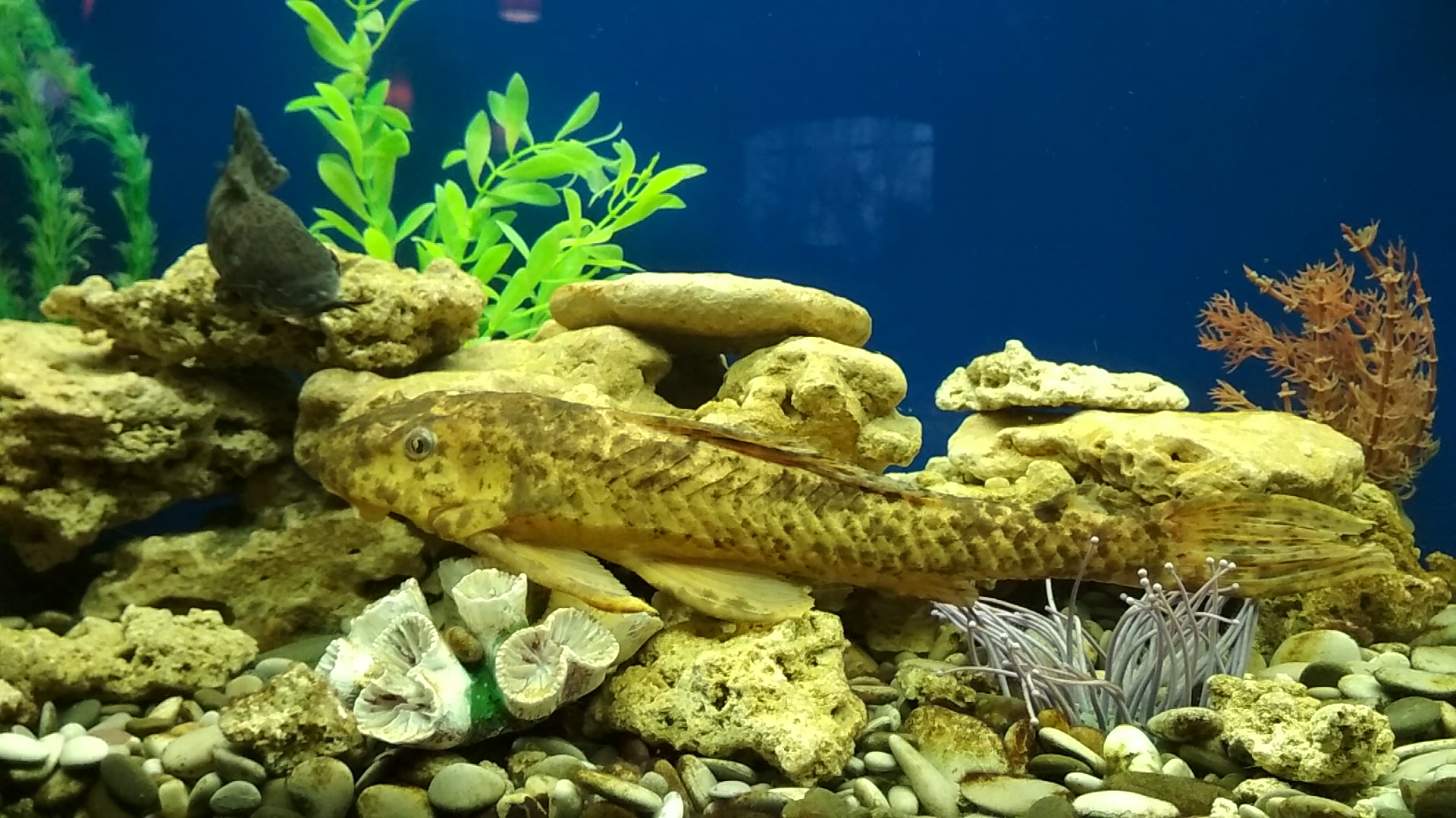 СУШІ ТАУН image 5