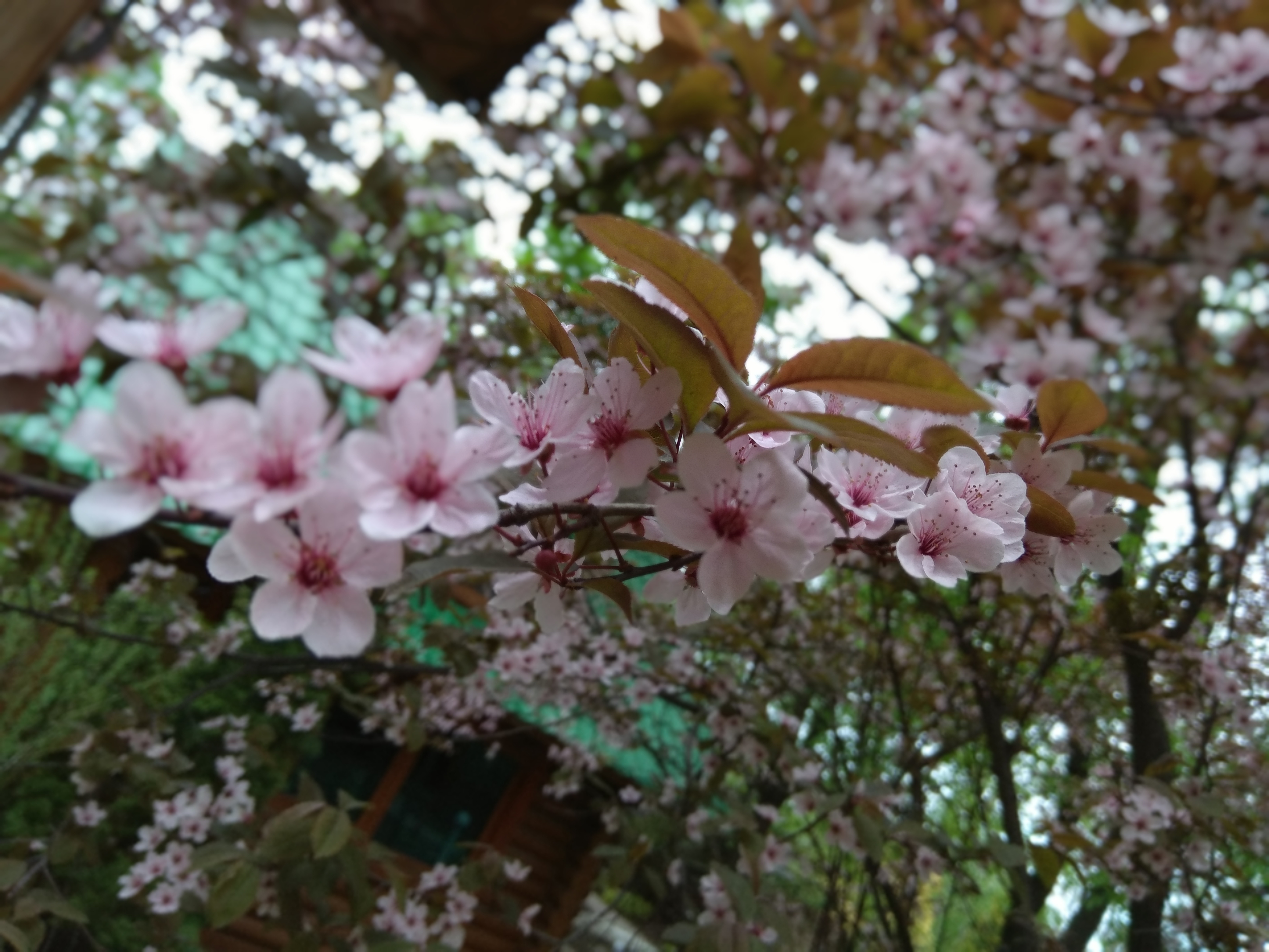 Oleksandrivsʹkyy Park image 8