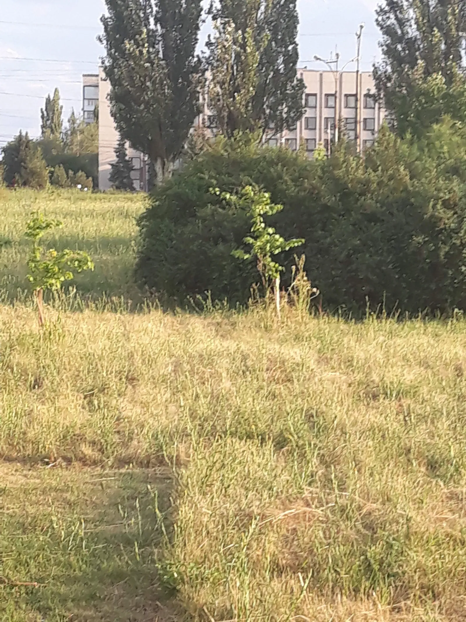 Пицца Челентано image 9