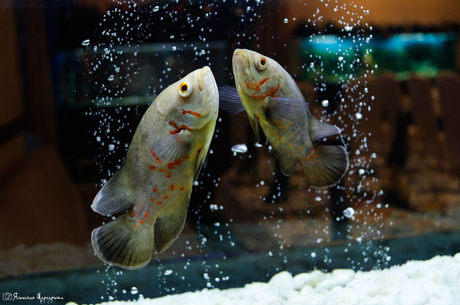 Aquarius image 10