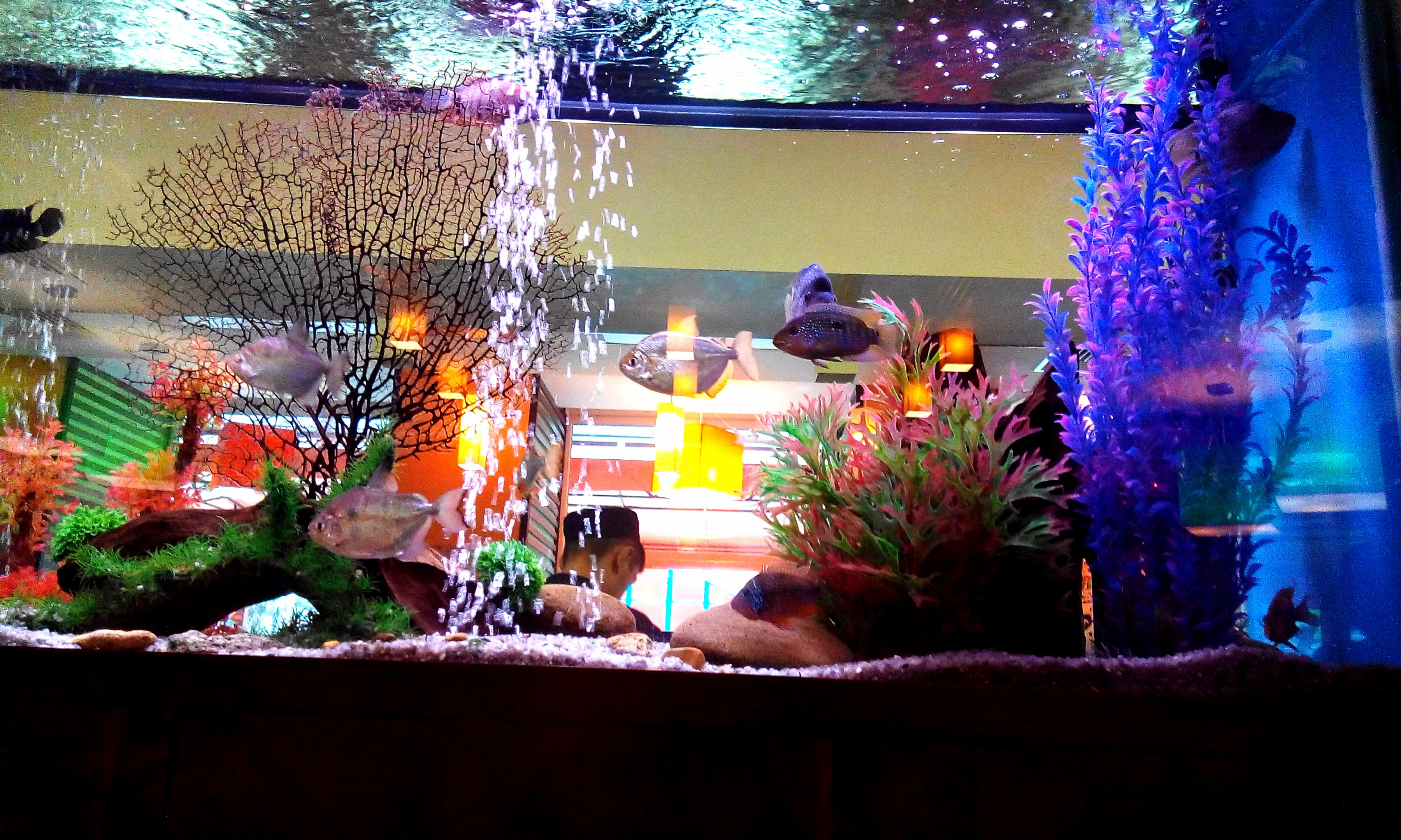 Sushi-Bar Sashymi image 8